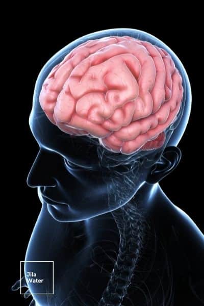 The Brain and Water? Why Water Is Needed for a Healthy Brain? - Jila Water